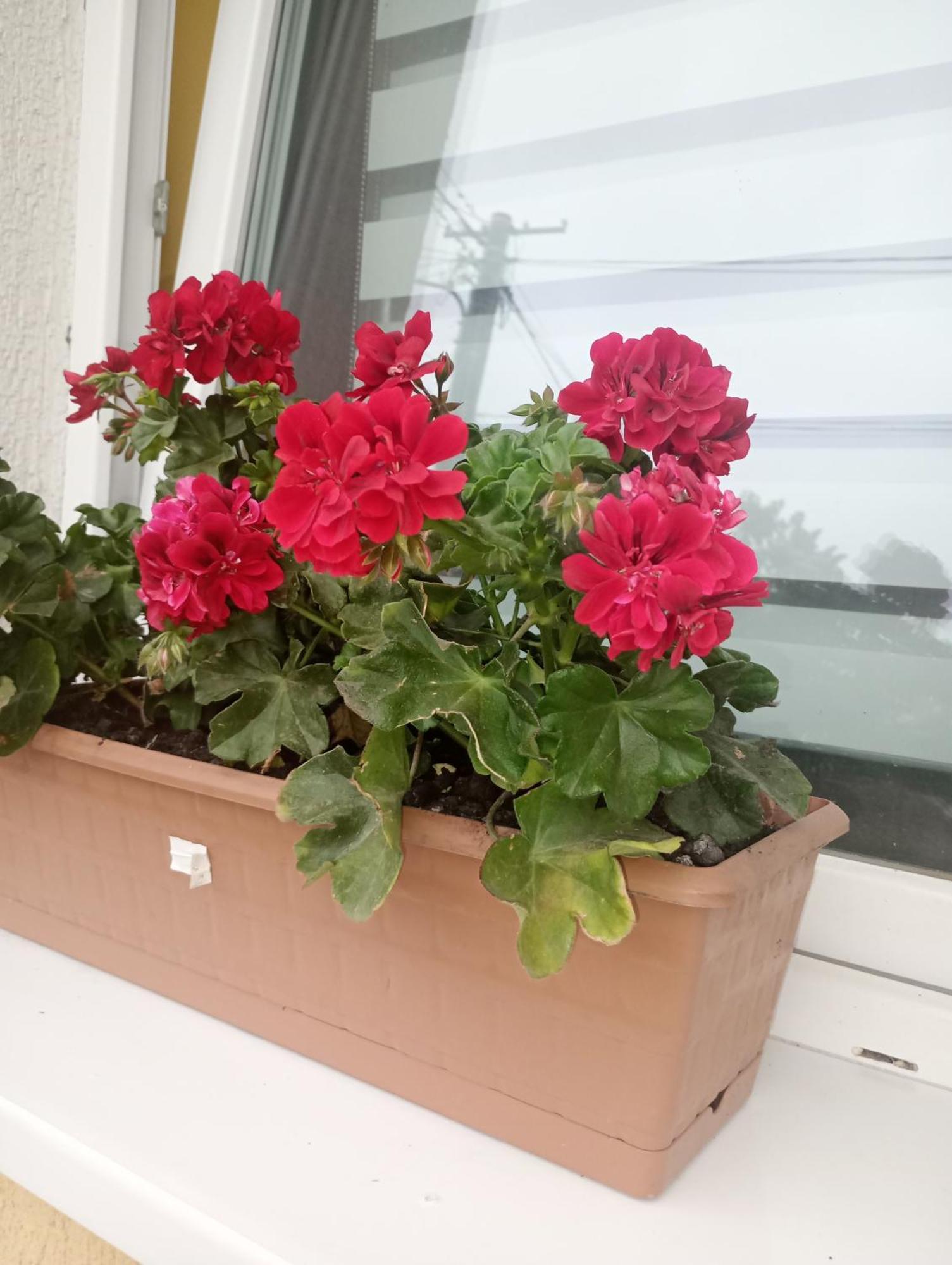 Izabella Guest House Săcele エクステリア 写真