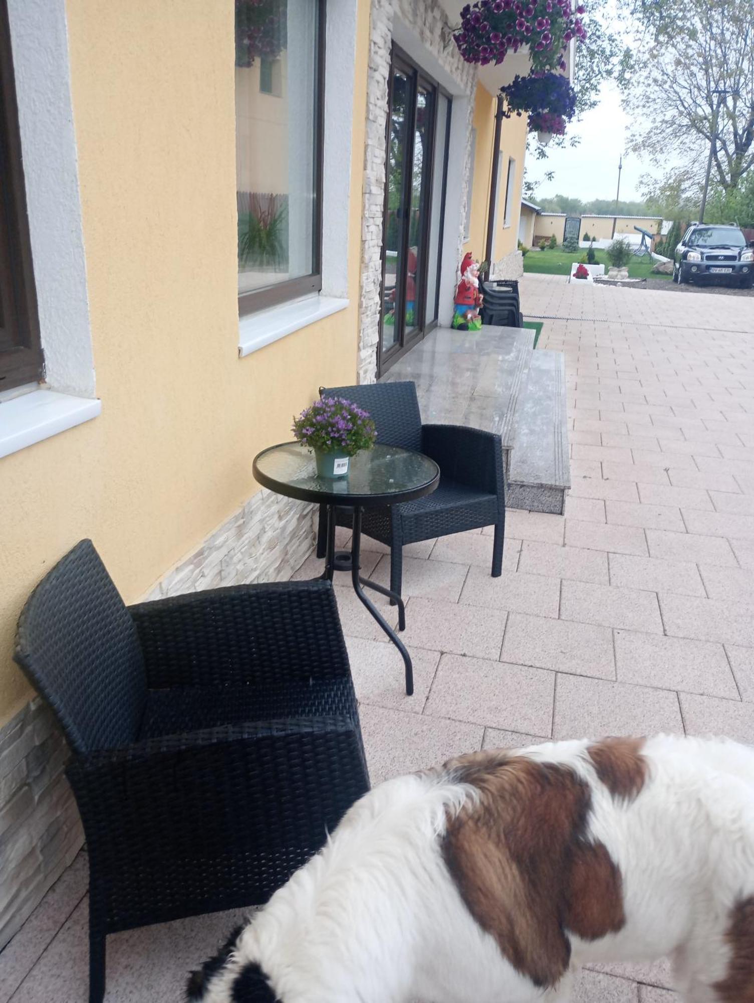 Izabella Guest House Săcele エクステリア 写真